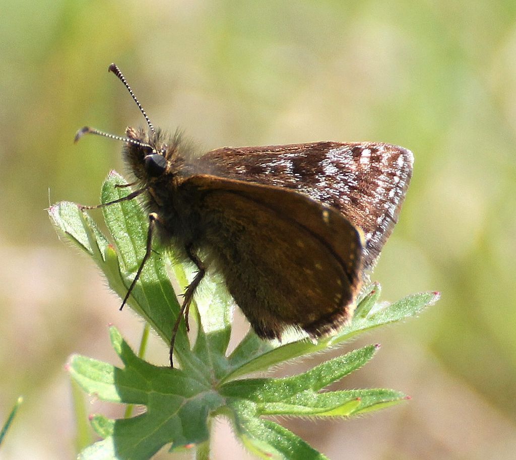Pyrgus? No, Erynnis tages, Hesperiidae